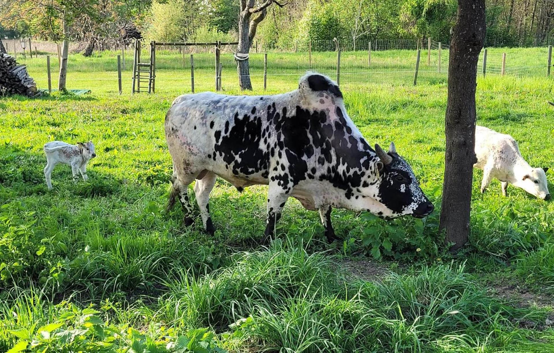 Erlebnisbauernhof Pension Waschnig Sankt Kanzian am Klopeiner See Kültér fotó